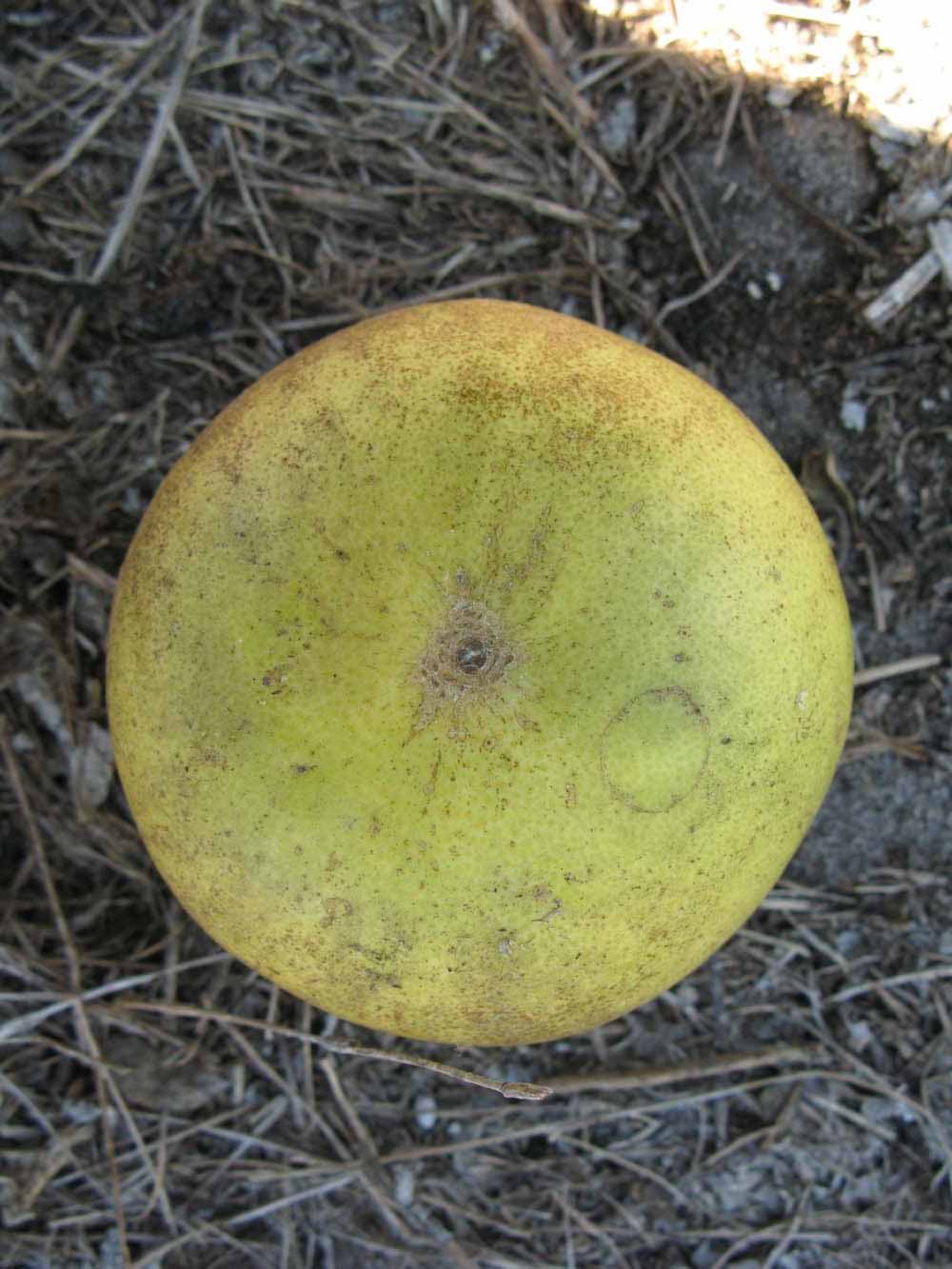              Fruit (Winter Haven, FL)       